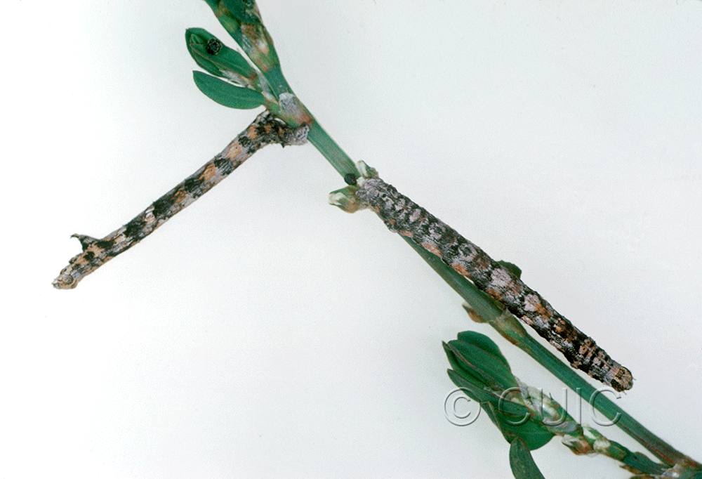 dorsal / lateral view of larva Glaucina 2 in USA: AZ