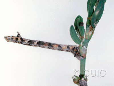 lateral view of larva Glaucina 2 in USA: AZ