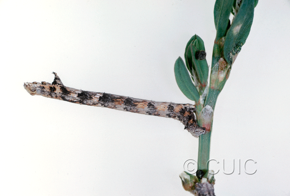 lateral view of larva Glaucina 2 in USA: AZ