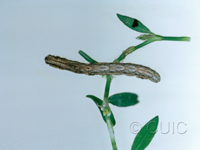 dorsal view of larva Glaucina in USA: AZ