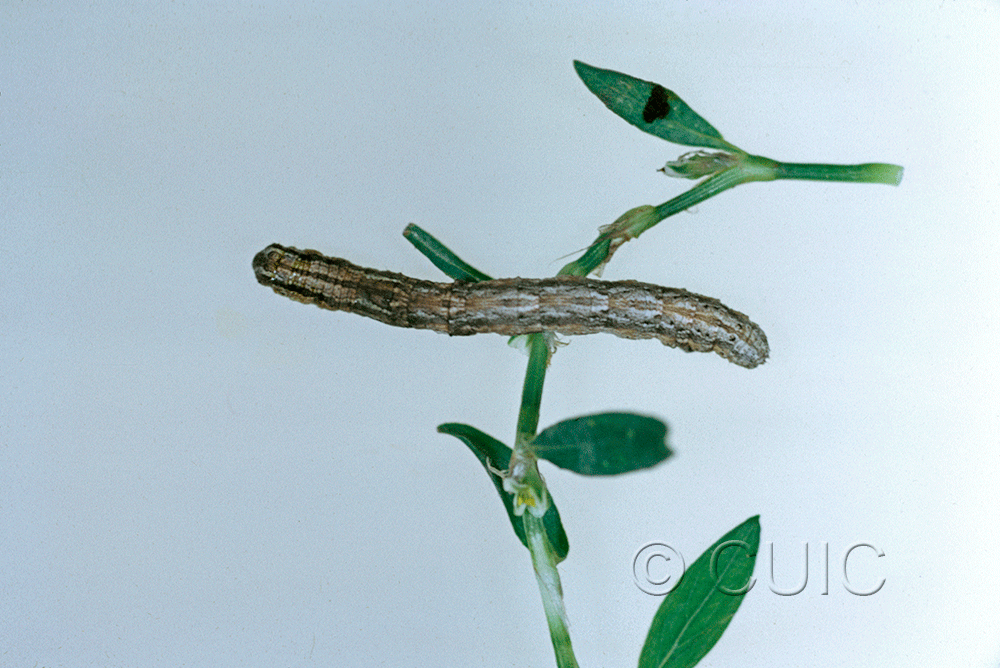 dorsal view of larva Glaucina in USA: AZ