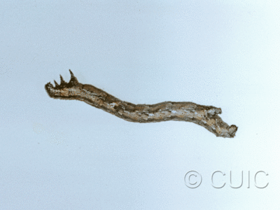 lateral view of larva Glaucina in USA: AZ