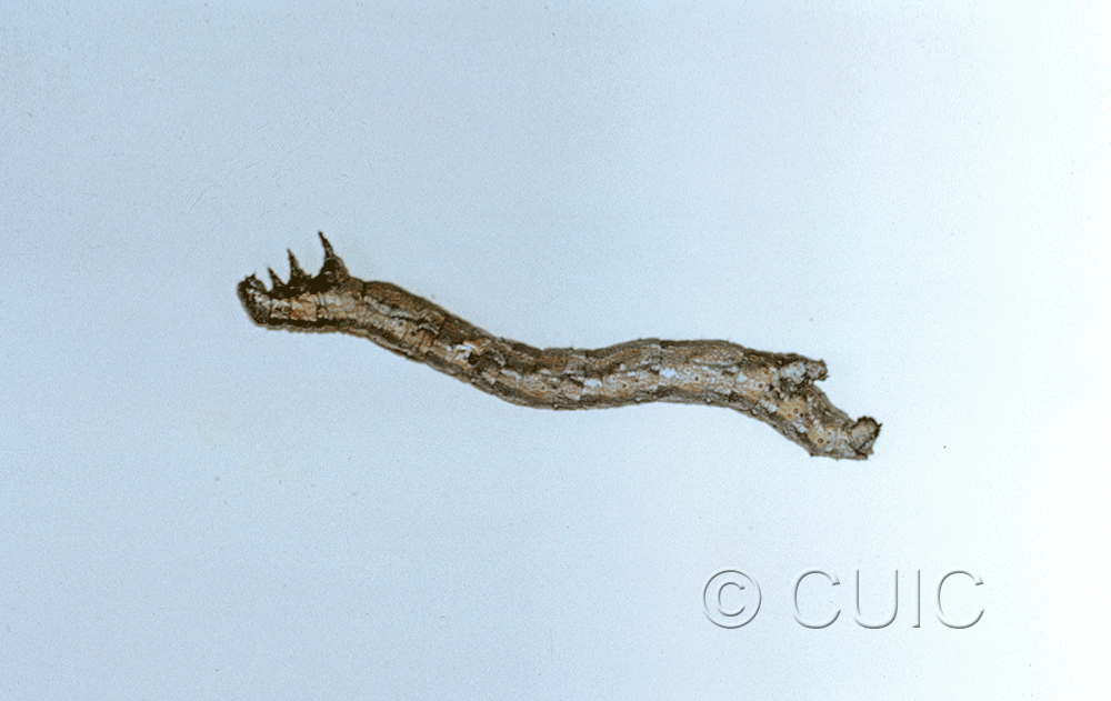 lateral view of larva Glaucina in USA: AZ