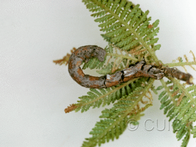 lateral view of larva Glaucina in USA: AZ