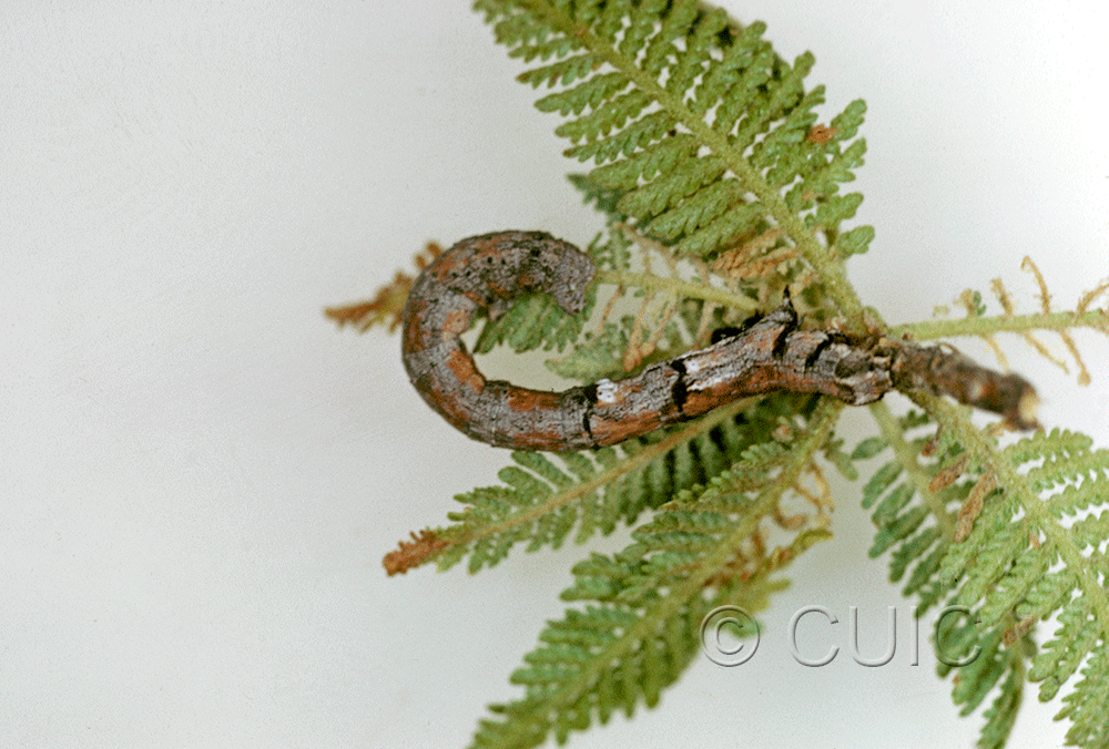 lateral view of larva Glaucina in USA: AZ