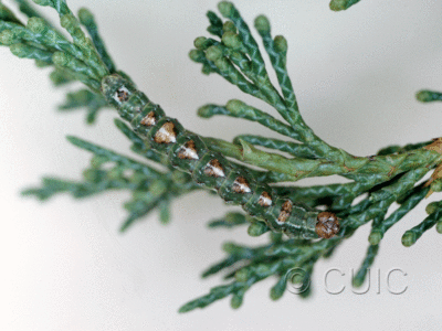 dorsal view of larva Glena on Juniperus in USA: AZ