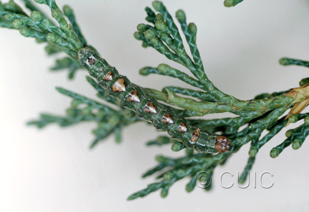 dorsal view of larva Glena on Juniperus in USA: AZ