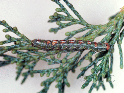 lateral view of larva Glena on Juniperus in USA: AZ