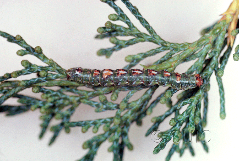 lateral view of larva Glena on Juniperus in USA: AZ