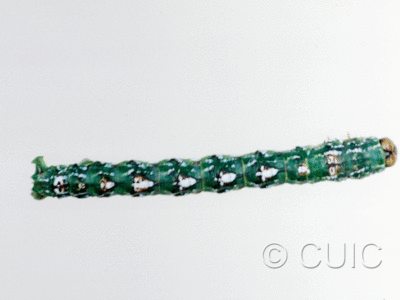 dorsal view of larva Glena on Pseudotsuga taxifolia in USA: AZ