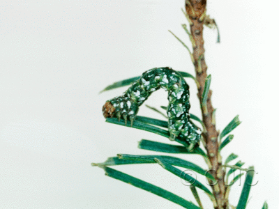 lateral view of larva Glena on Pseudotsuga taxifolia in USA: AZ