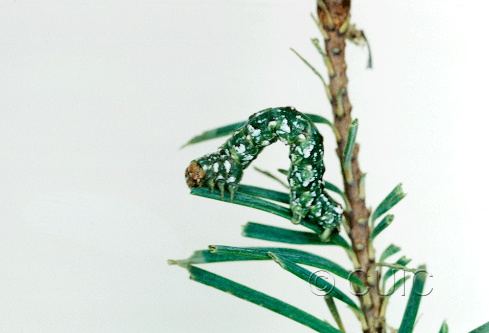 lateral view of larva Glena on Pseudotsuga taxifolia in USA: AZ