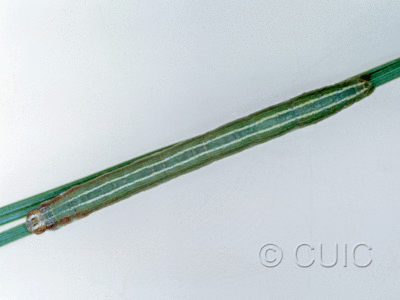 dorsal view of larva Glena nigraria on Pinus ponderosa in USA: AZ