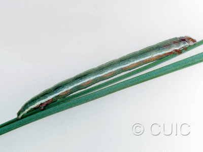 lateral view of larva Glena nigraria on Pinus ponderosa in USA: AZ