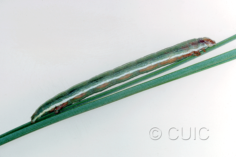 lateral view of larva Glena nigraria on Pinus ponderosa in USA: AZ