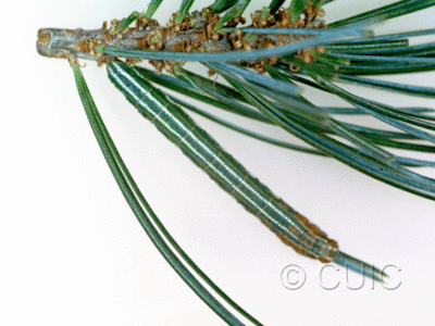 dorsal view of larva Glena nigraria on Pinus cembroides in USA: AZ