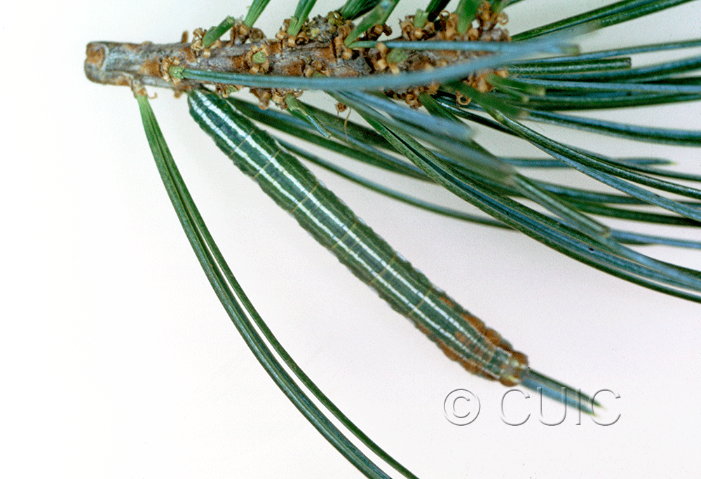 dorsal view of larva Glena nigraria on Pinus cembroides in USA: AZ