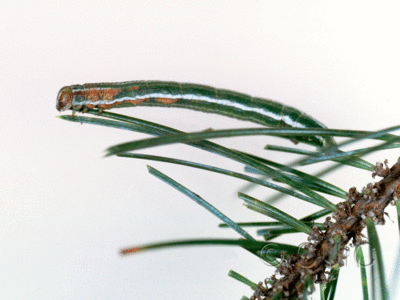 lateral view of larva Glena nigraria on Pinus cembroides in USA: AZ