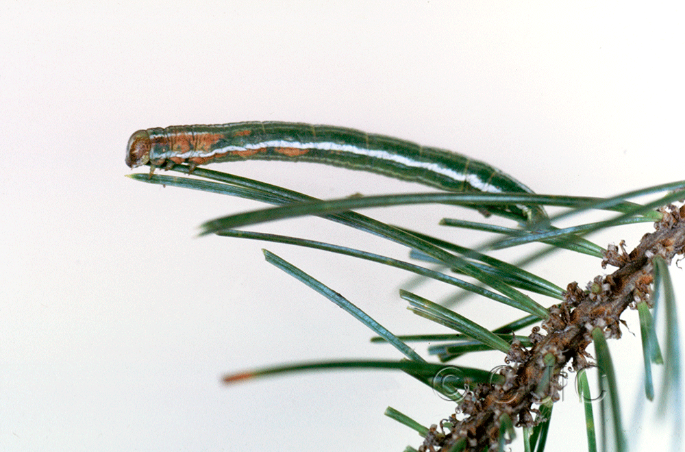 lateral view of larva Glena nigraria on Pinus cembroides in USA: AZ