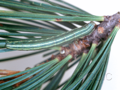 dorsal view of larva Glena nigraria on Pinus Lodgepole in Mont