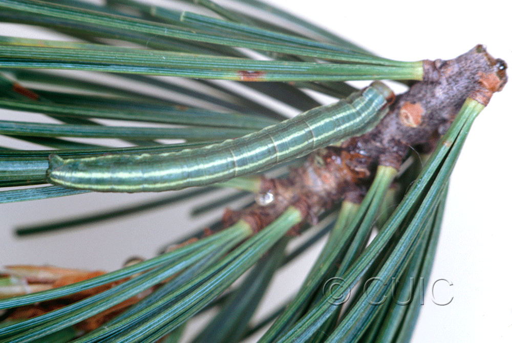 dorsal view of larva Glena nigraria on Pinus Lodgepole in Mont