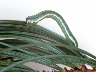 lateral view of larva Glena nigraria on Pinus Lodgepole in Mont