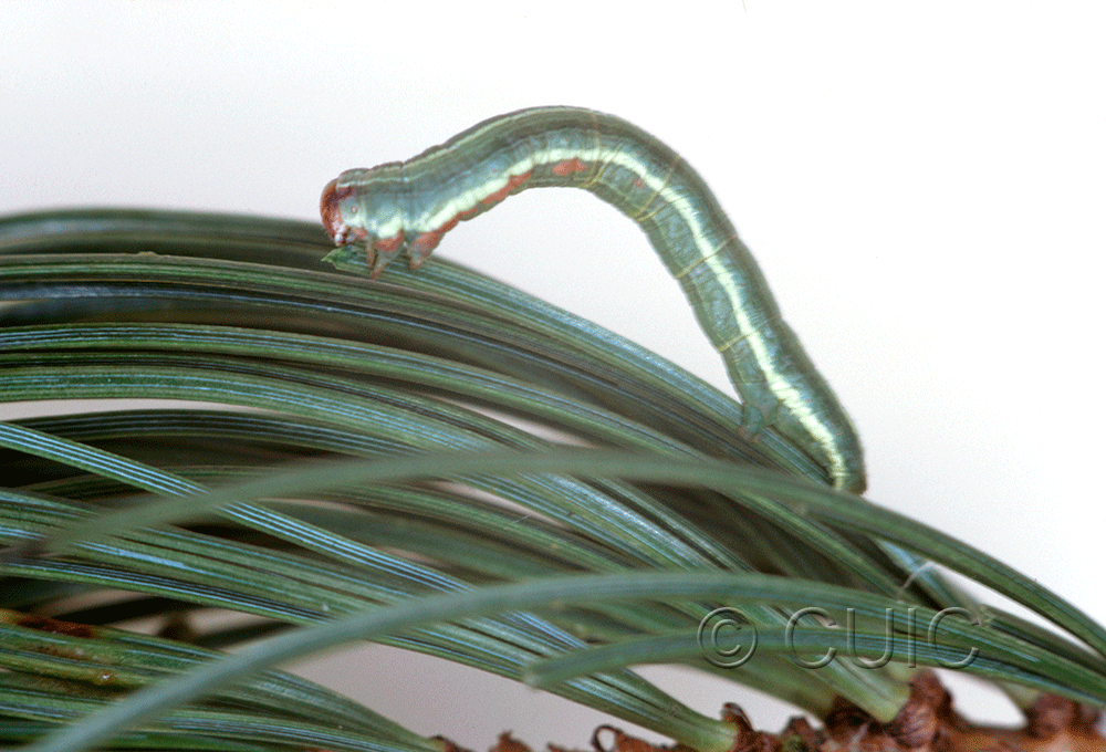 lateral view of larva Glena nigraria on Pinus Lodgepole in Mont