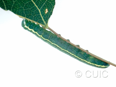 dorsal view of larva Gluphisia avimacula on Populus tremuloides in USA: NY