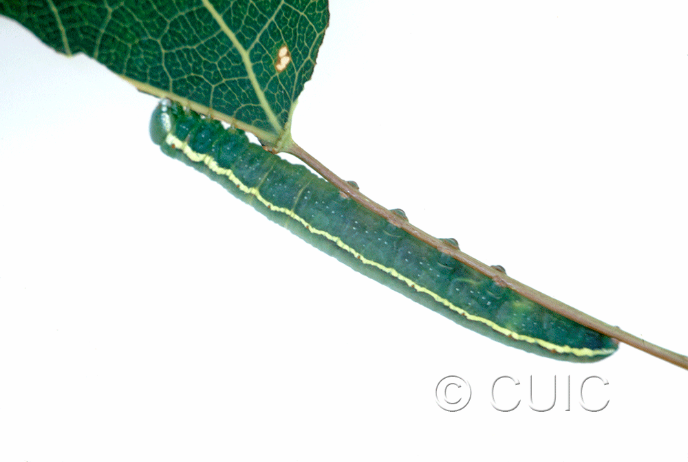 dorsal view of larva Gluphisia avimacula on Populus tremuloides in USA: NY