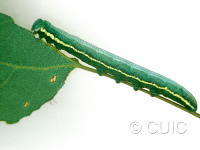 lateral view of larva Gluphisia avimacula on Populus tremuloides in USA: NY