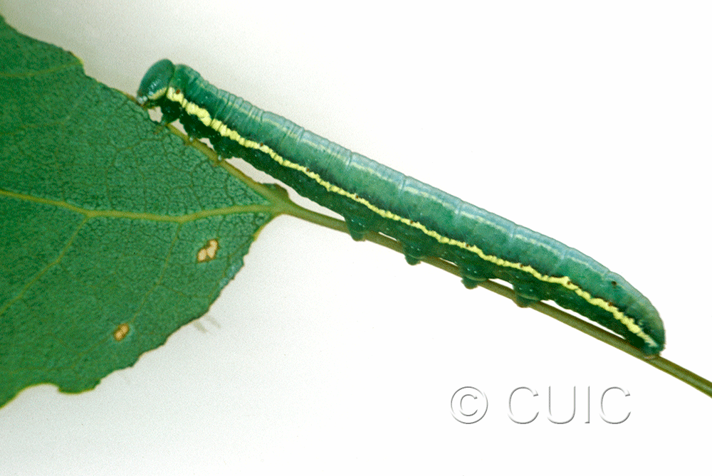 lateral view of larva Gluphisia avimacula on Populus tremuloides in USA: NY