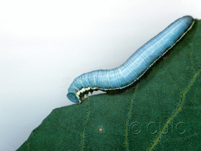 lateral view of larva Gluphisia lintheri on Populus tremuloides in USA: NY