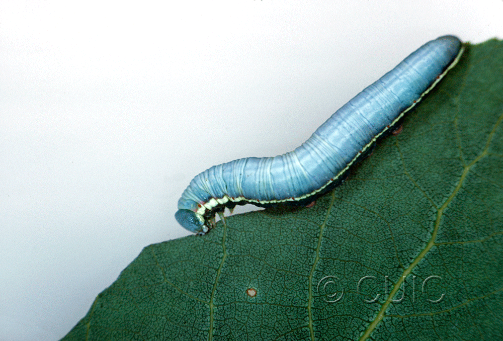 lateral view of larva Gluphisia lintheri on Populus tremuloides in USA: NY