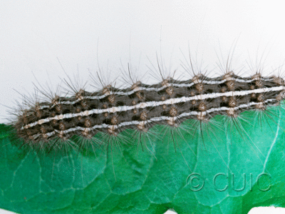 dorsal view of larva Grammia arge on Taraxacum in USA: TX