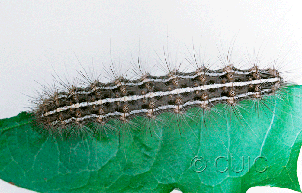 dorsal view of larva Grammia arge on Taraxacum in USA: TX