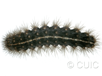 dorsal view of larva Grammia parthenice on Taraxacum in USA: MT