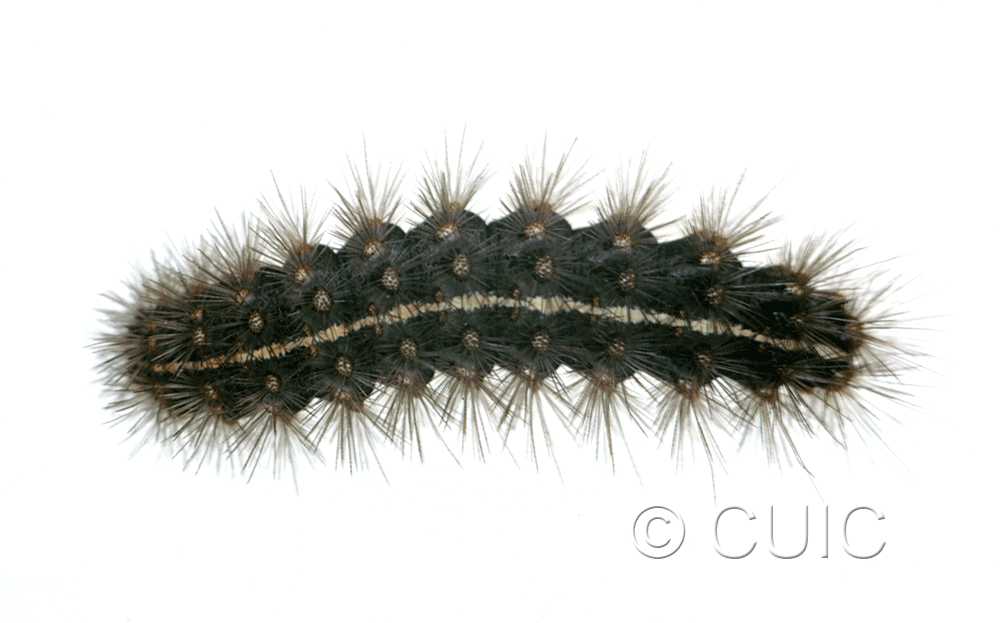 dorsal view of larva Grammia parthenice on Taraxacum in USA: MT