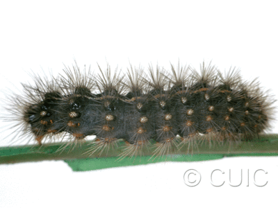 lateral view of larva Grammia parthenice on Taraxacum in USA: MT