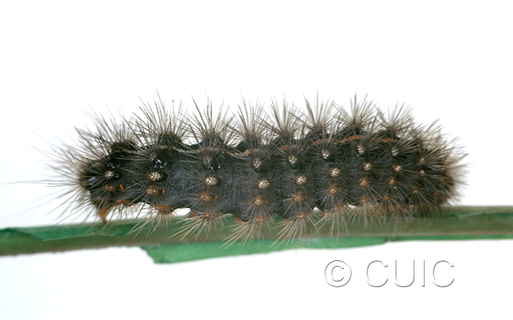 lateral view of larva Grammia parthenice on Taraxacum in USA: MT