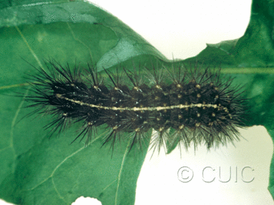 dorsal view of larva Grammia rectilinea