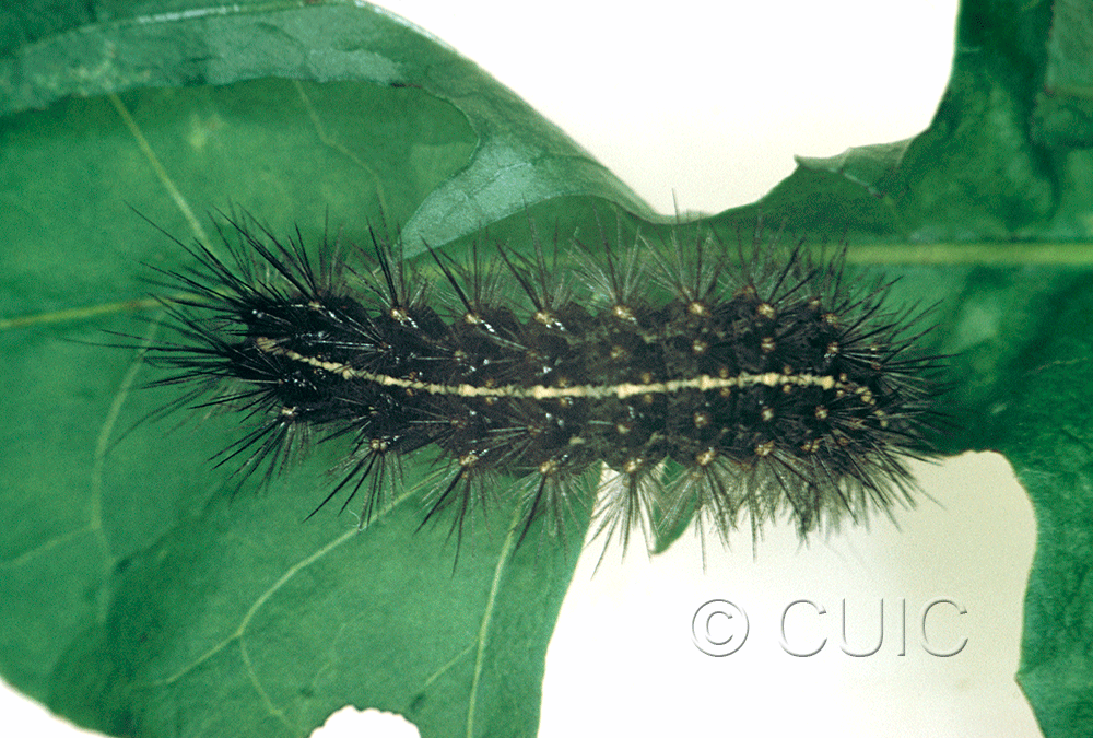 dorsal view of larva Grammia rectilinea