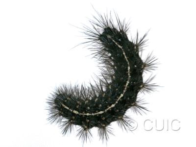 lateral view of larva Grammia rectilinea