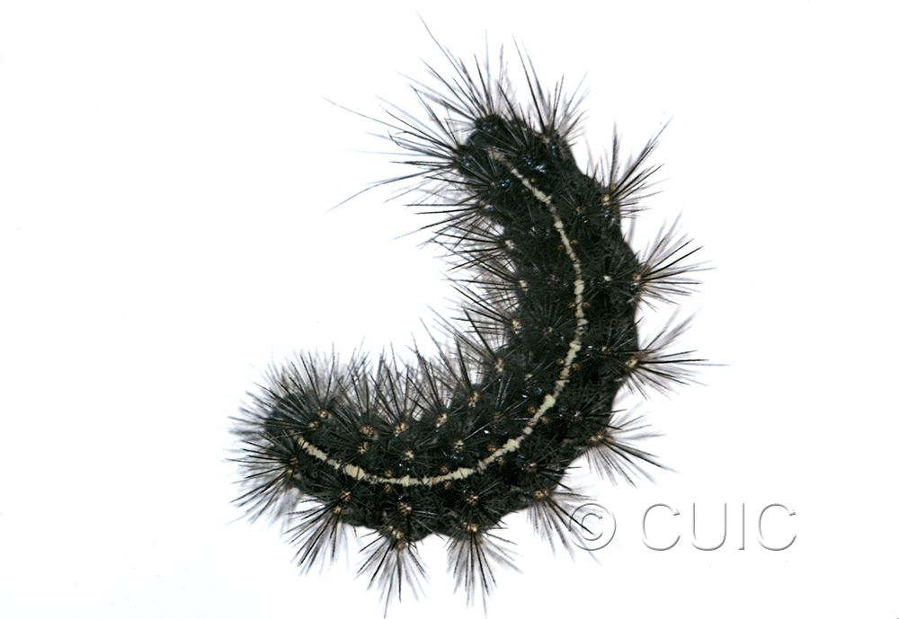 lateral view of larva Grammia rectilinea