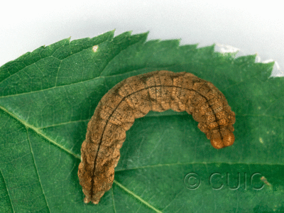 dorsal view of larva Habrosyne scripta on Rubus blackberry in USA: NY