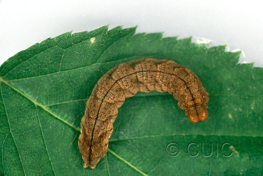 dorsal view of larva Habrosyne scripta on Rubus blackberry in USA: NY