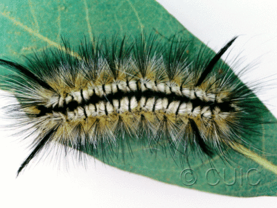 dorsal view of larva Halysidota in USA: AZ