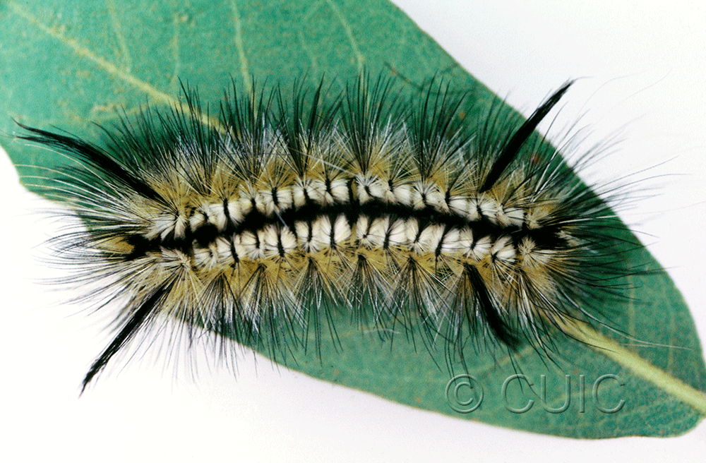 dorsal view of larva Halysidota in USA: AZ