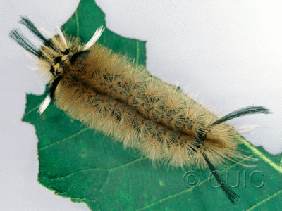 dorsal view of larva Halysidota tessellaris on Prunus serotina in USA: NY