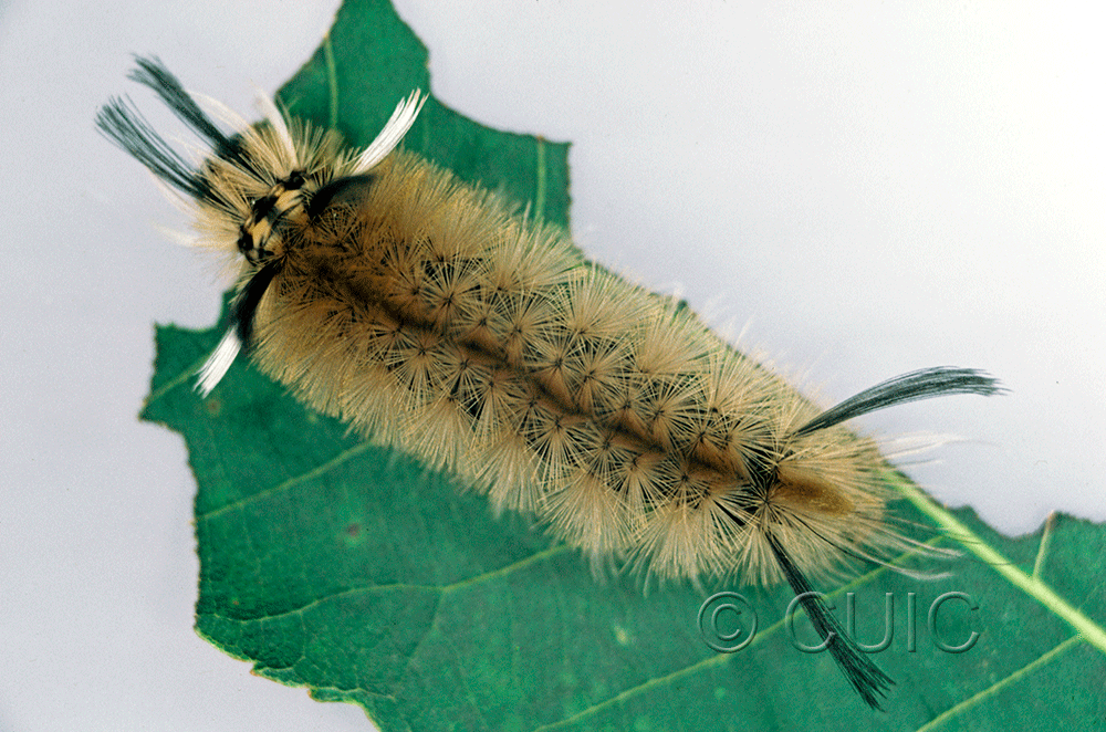 dorsal view of larva Halysidota tessellaris on Prunus serotina in USA: NY