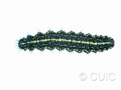 dorsal view of larva Haploa confusa in USA: NY